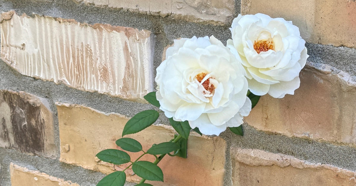 roses on brick wall